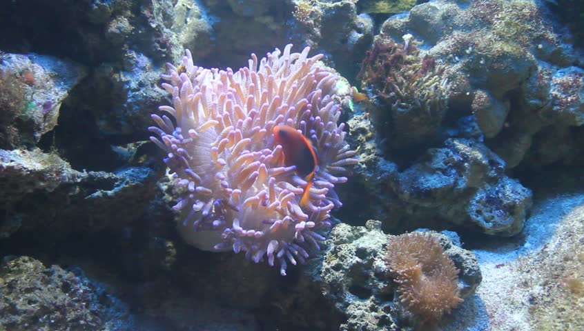 Nemo clown fish in Sea anemone video