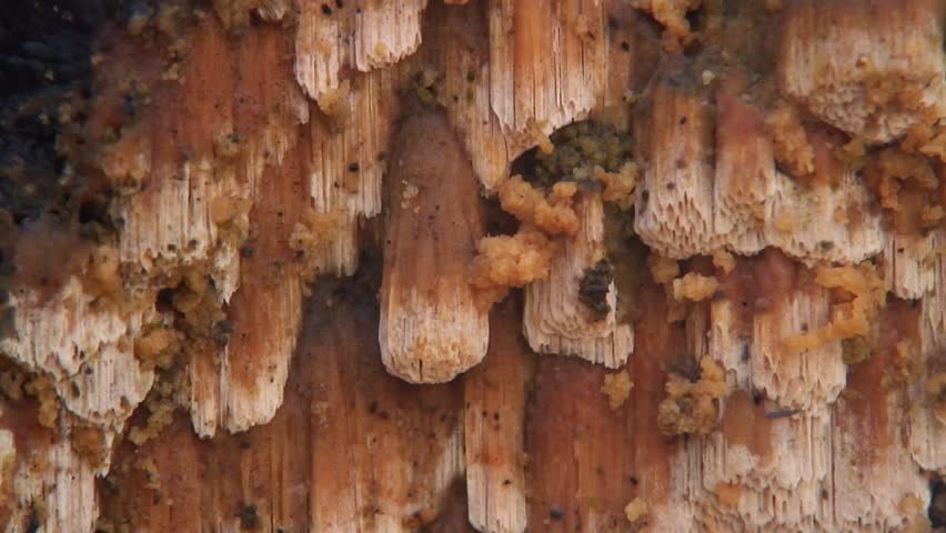 Tree fungus