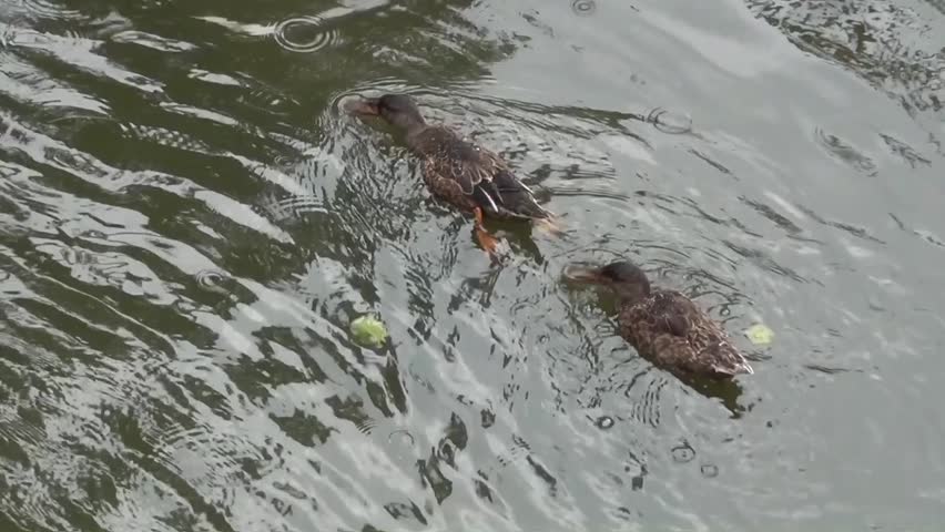 Mallard (Anas platyrhynchos