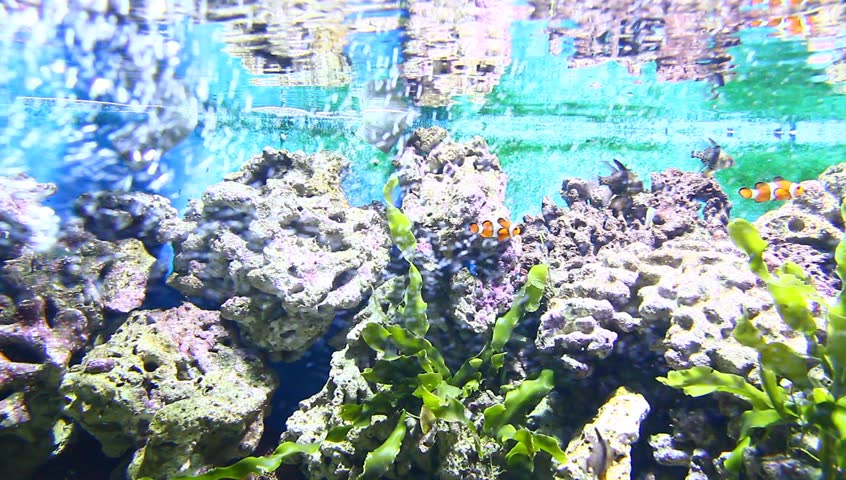 Coral and fish in the Red Sea