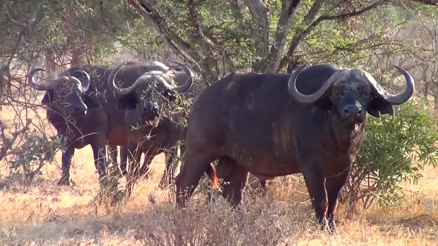 African buffalo (Syncerus caffer)