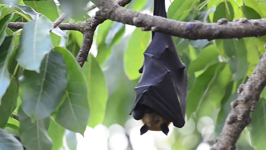 A hanging flying fox on the windy tree with moving leafs.
