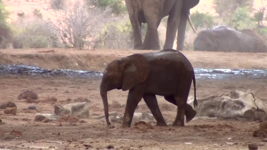 African elephants (Loxodonta africana)