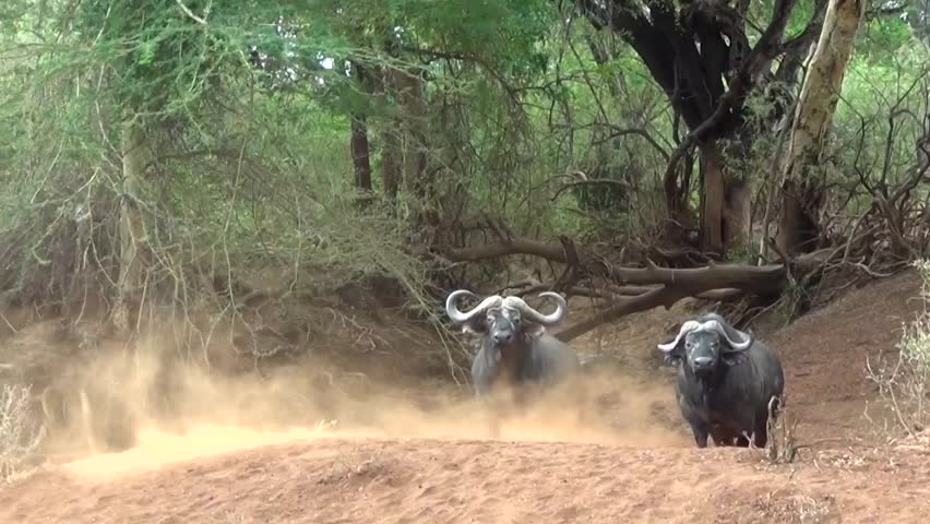 African buffalo (Syncerus caffer)