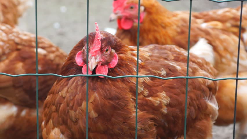 Closeup of a brown chicken behind a fence on a small dutch farm