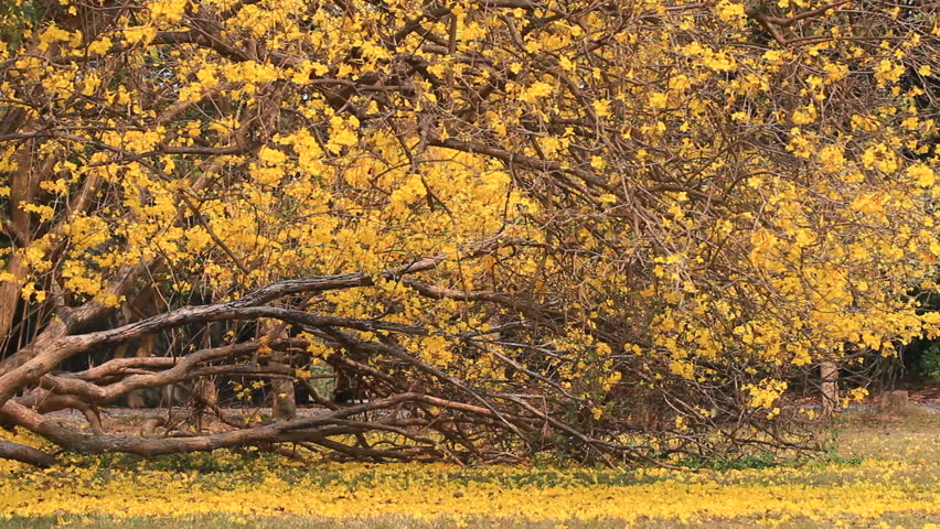 Golden Tree,Bignoniaceae.