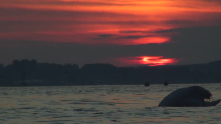 Swan at sunset