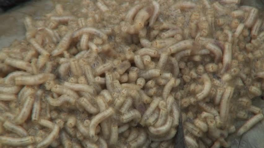 Maggots