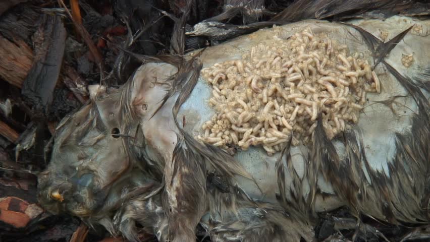 Maggots