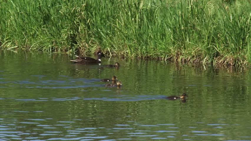 Duck with ducklings swimming in ditch (anas platyrhynchos)