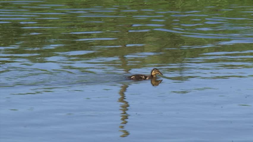Ducklings swimming in ditch (anas platyrhynchos) chasing insects