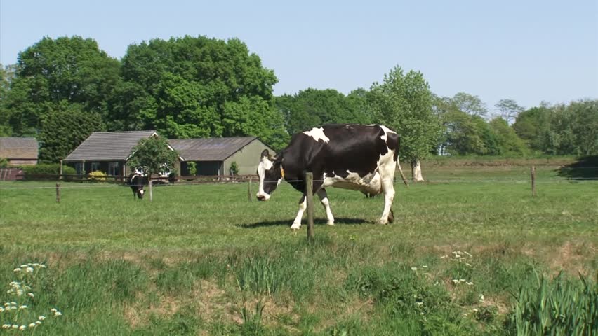 Ducklings swimming in ditch (anas platyrhynchos) chasing insects + tilt up Dutch Holstein cow grazing