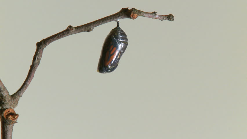 A Monarch butterfly emerges from the chrysalis in TIMELAPSE. 