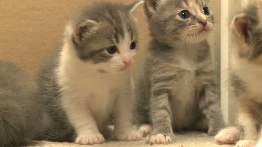A group of kittens looking around