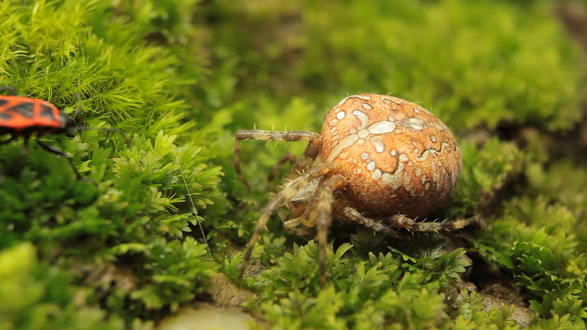 Macro Dangerous Spider on the grass, Close-Up, Araneae, Arthropods, Venom