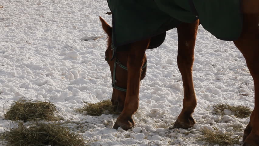 Horse in a paddock eats hay in winter 6

