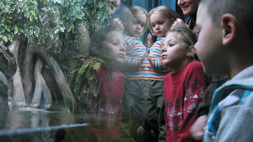 MOSCOW - NOV 4: (Timelapse) Visitors looking at a snake in a watertank, on Nov 4, 2012 in Moscow, Russia. In addition to rare inhabitants, visitors can enjoy breathtaking underwater shark feeding show