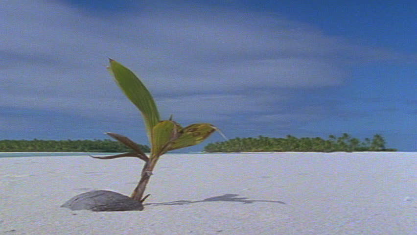 Coconut seedling on beach sprouting leaves