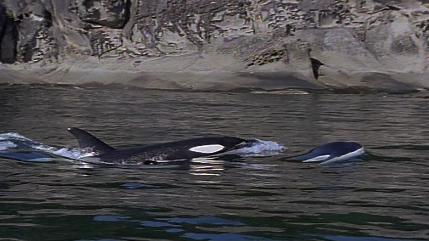 Killer whales