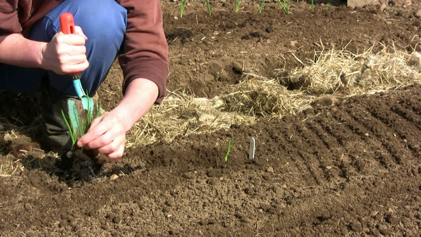 Work with a rake after sowing