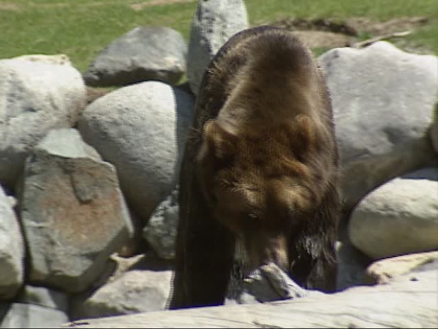 Grizzly bear over boulders