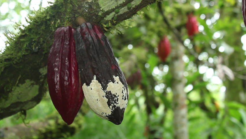 Cocoa pod suffering from Frosty Pod Rot on a plantation in the Ecuadorian Amazon