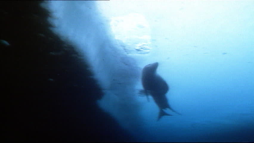Leopard Seal cruising below ice