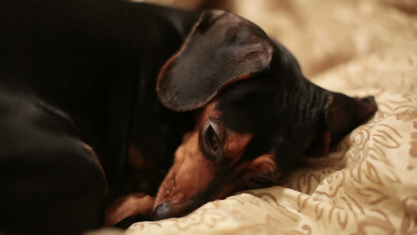 Dachshund falling asleep