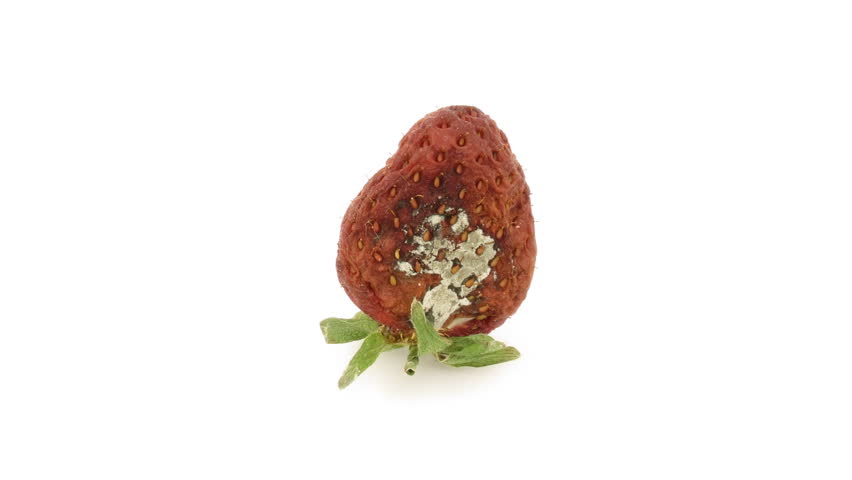 Timelapse of single strawberry rotting over white background