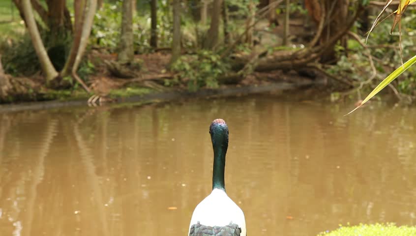 australian jabiru stalk or black necked stalk at a watering hole, tripod mounted no panning. head and shoulders shot
