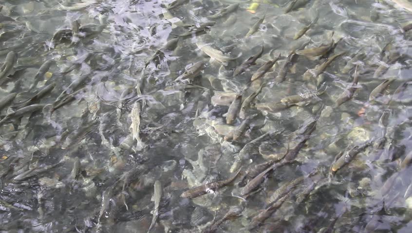 Sacral fish in pond in Urfa, Turkey