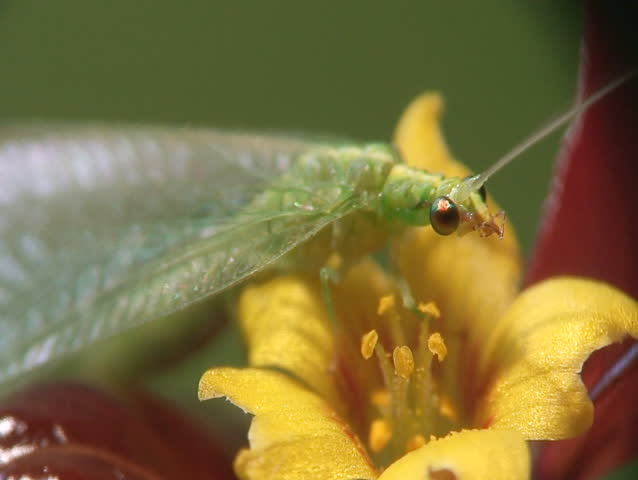 Lacewing and yellow flower close-up
