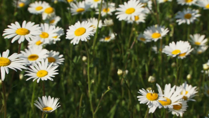 Field of blossoming chamomile.
Blossoming chamomile.