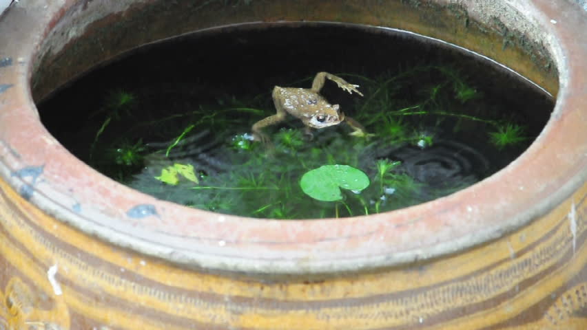 Yellow frog still calm in fish pond although raining. (HD footage with sound)
