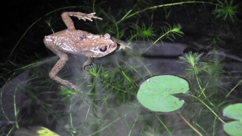 Yellow frog calms in fish pond. (HD footage no sound)
