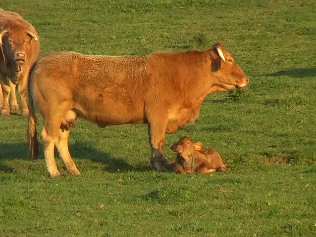 Cow with calf
