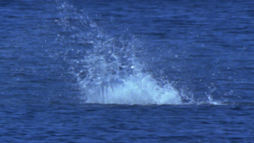 spinner Dolphins