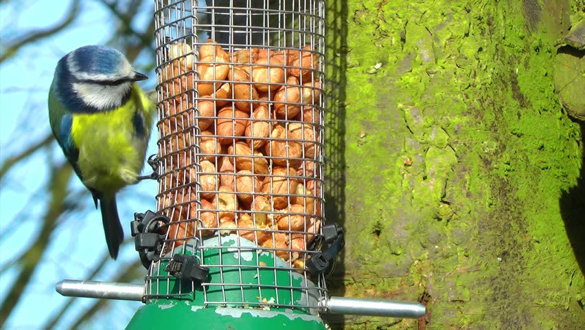 Blue Tit Great Tit and Green Finch on a feeder