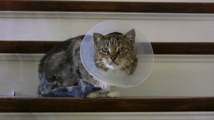 Cat with protective collar