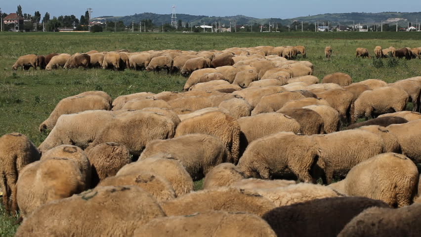 Herd Of Sheep and Lamb Grazing In A Field, A small Group eating grass, Spring