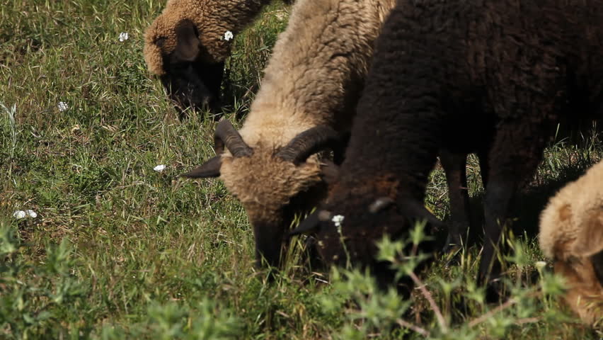 Herd Of Sheep and Lamb Grazing In A Field, A small Group eating grass, Spring
