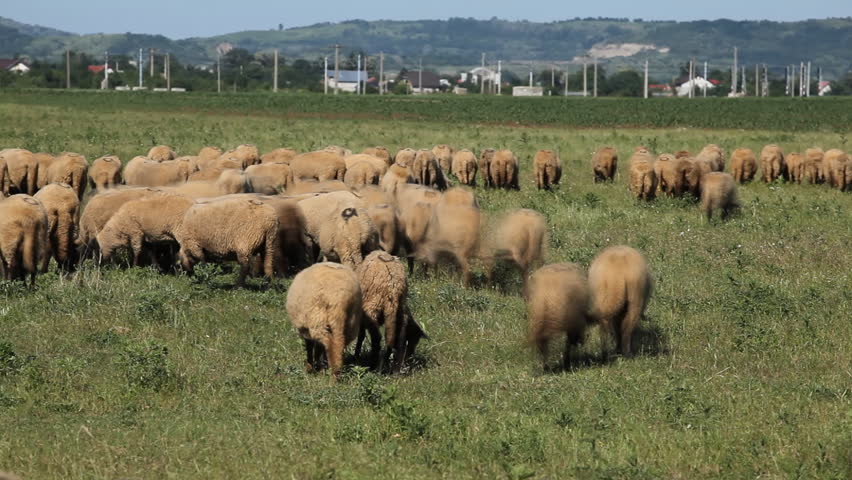 Herd Of Sheep and Lamb Grazing In A Field, A small Group eating grass, Spring, time lapse