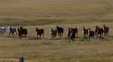 herd of horses run in slow motion