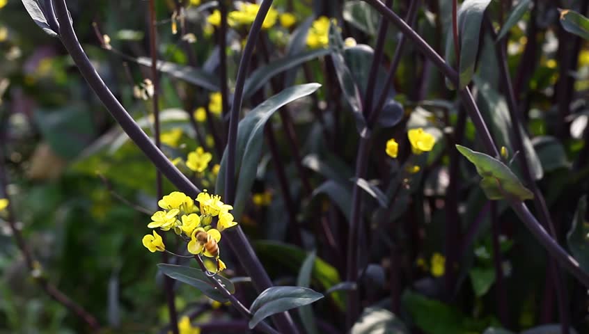 chinese kale in the garden, the flower stem is a popular vegetable in China
