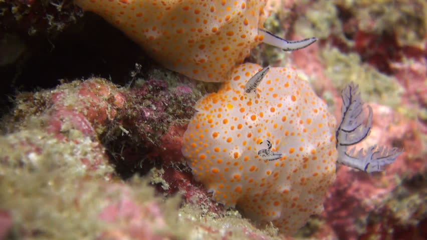 Rare shot of nudibranch (Halgerda stricklandi) mating, including penetration, Clip 4 of 5