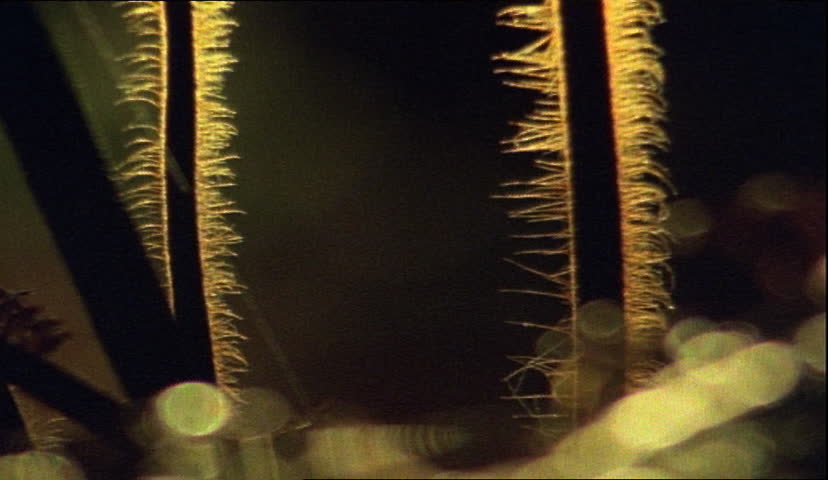 pan up of illuminated fern tree
