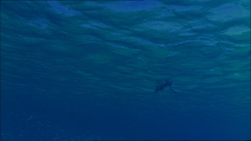 Little blue penguins