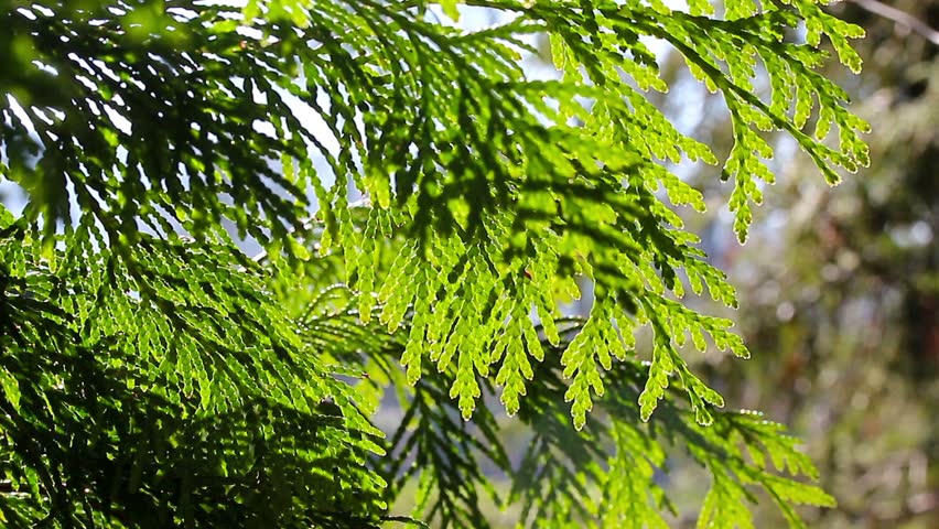 juniper branches in the forest
