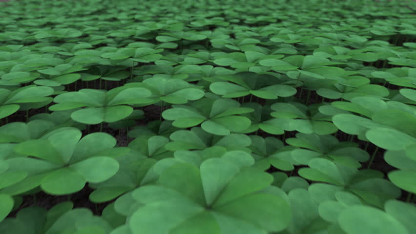Clover Field.

A smooth glide over a field of four leaf clovers. Lucky!