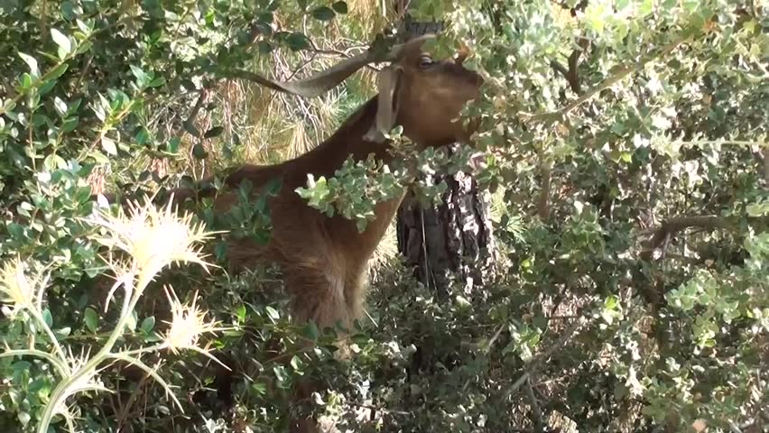 A goat feeding in the bushes, zoom out
